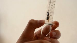 Красногрудый муравей древоточец. Обзор вида. Camponotus herculeanus.#17