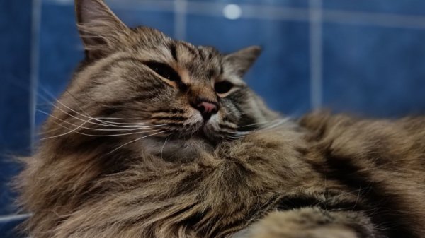 играю в бабку гренни 3