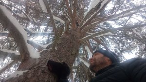 Почему леса не растёт молодые #сосна  ? . 14.02.2026 год.