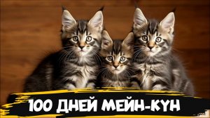 100 дней взросления котят породы Мейн-Кун!