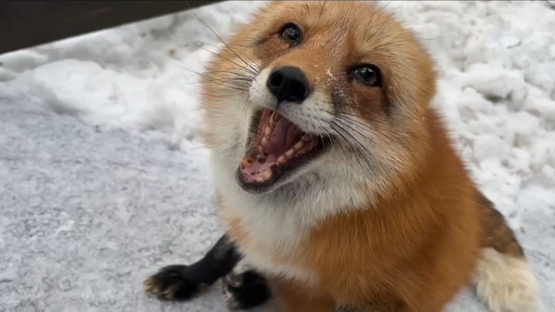 Лиса-Алиса. Прогулка и разговоры лисы смотреть онлайн