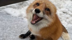 Лиса-Алиса. Прогулка и разговоры лисы