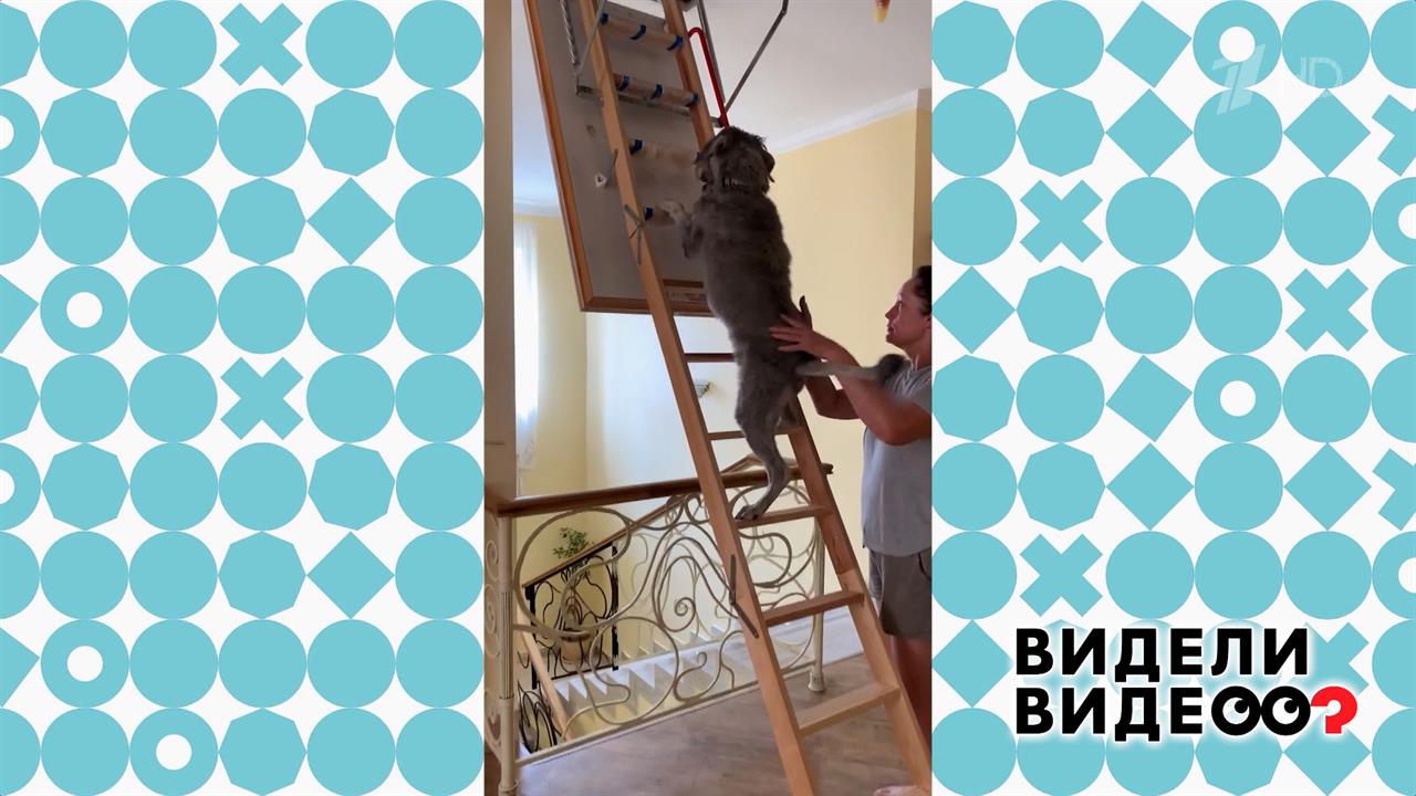 Собака на лестнице. Видели видео? Фрагмент выпуска от 15.02.2026 смотреть онлайн