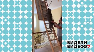 Собака на лестнице. Видели видео? Фрагмент выпуска от 15.02.2026