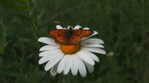 Песня, которая напомнит тебе, что ты — весна и свет! - _Цветок_