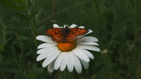 Песня, которая напомнит тебе, что ты — весна и свет! - _Цветок_