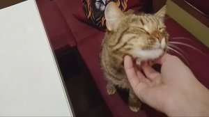 Обзор покупок из Галамарта и Победы/Запеканка из гречки,курицы и сыра/Маська-умненькая кошечка/