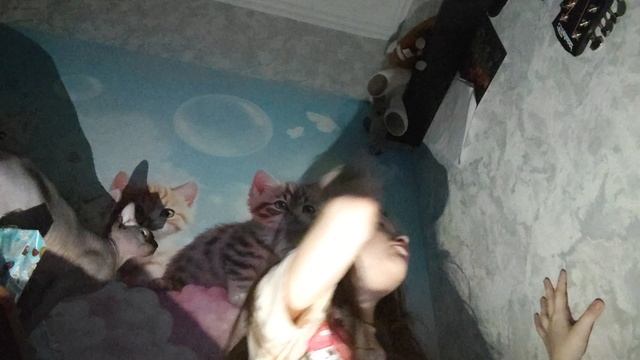 история про гитару и моего котёнка