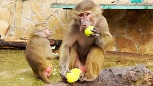 Стёпка вцепился Мане в чубчик! Люся не на тех кинулась, все пропустила и перепутала! Что это было?