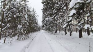 Заснеженный лес. ч.1. Февраль 2026