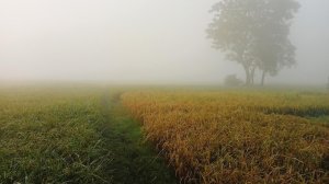 Вновь туман пришёл...☁️☁️☁️