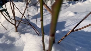 Дача 15.02, отпугиватель от кротов и мышей работает всю зиму.