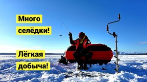 Селёдка стоит стеной! Только доставай!