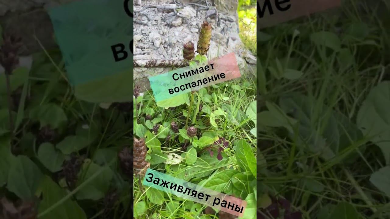 #растение #дача Полезное растение при ушибах и ранах!