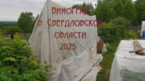 Виноград на Среднем Урале . Лето 2025г.