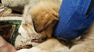 Дара, история 2 месяца