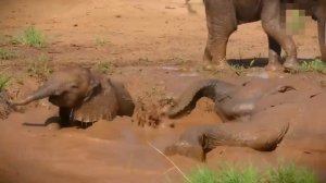 Обезумевшие Животные На Сафари, От Которых Волосы Дыбом.
