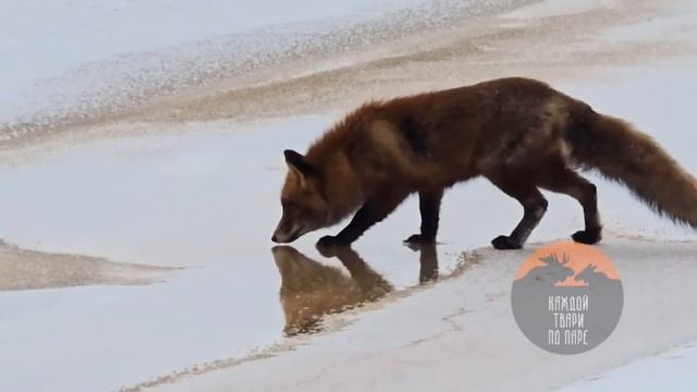 Молодой, перспективный лис ищет симпатичную, без вредных привычек лисицу для создания семьи смотреть онлайн
