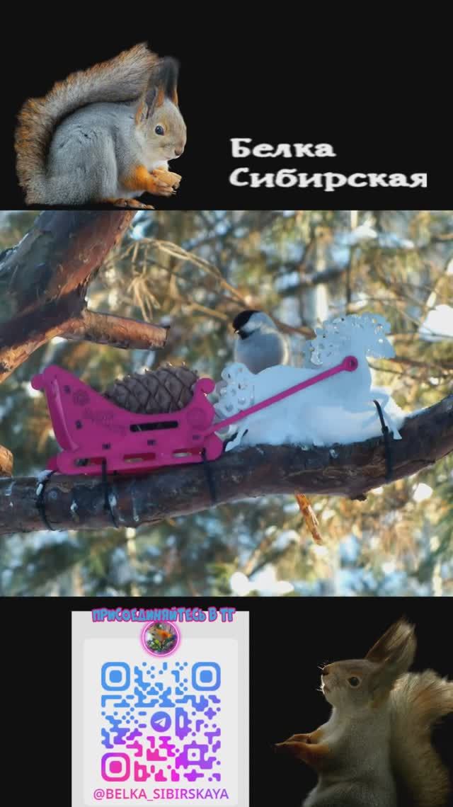 Синицы на кормушке тройке