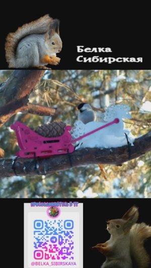 Синицы на кормушке тройке