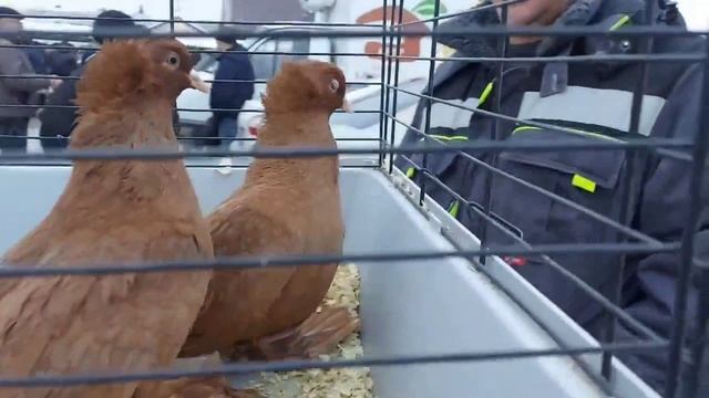 ярмарка голубей г Тула. 15.02.26. смотреть онлайн