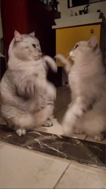 Смешные коты #110-2