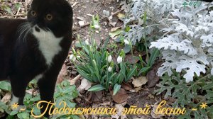 ✨🌅🌱~ Подснежники этой весны ~🌊🐈✨