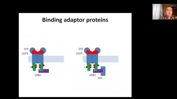 Molecular and Cell Biology, Lecture 2, Replication of DNA, Pt2 Stimulation of cell division by EGF