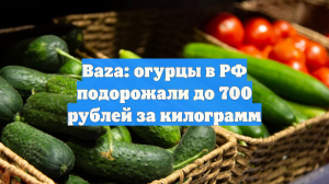 Baza: огурцы в РФ подорожали до 700 рублей за килограмм
