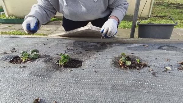 Следом сделала коридор💪😊 Пришлось подложить🐔🥚🥚 Почистила клубнику🍓