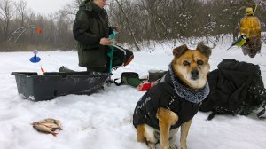 БОЛОТНЫЕ ПРИКЛЮЧЕНИЯ:  КАК МЫ С СОБАКОЙ ЛОВИЛИ РЫБУ НА ЖЕРЛИЦЫ.🎣