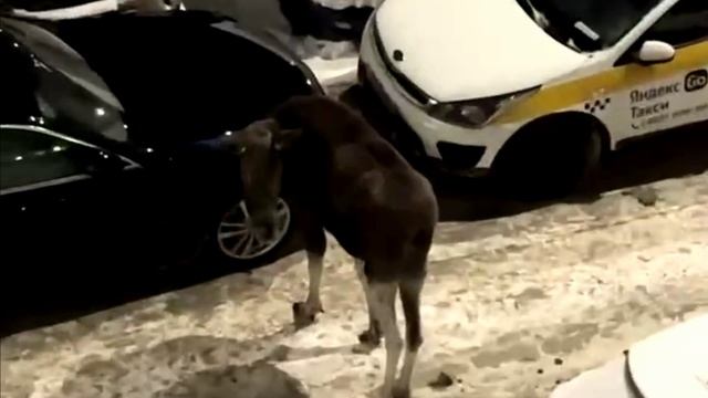 Лось свободно разгуливает на стоянке в Балашихе смотреть онлайн