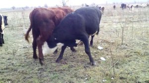 СЕЛЬСКИЙ МОТИВ  (27) Быки бодаются и сосут молоко.Bulls butt and suck milk.