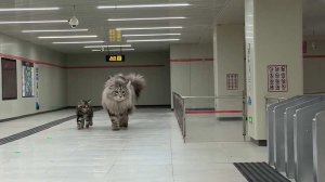 Блогер построил для котов подземный город с метро и магазинами