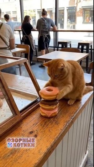 Пришëл покушать! 🤤🍩🍩