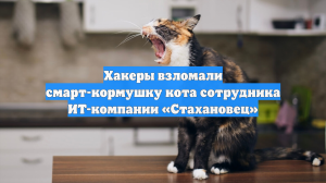 Хакеры взломали смарт-кормушку кота специалиста отечественной ИТ-компании