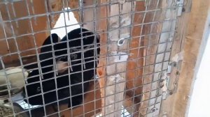 КРОЛИКИ.ИЗ ЧЕГО ЛУЧШЕ ДЕЛАТЬ КЛЕТКУ!