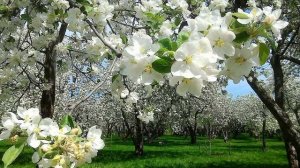 ПЕСНЯ "ЛЮБОВЬ ОТЦА У НАС В СЕРДЦА"