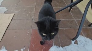 🐈⬛🐈⬛ Угольки пришли