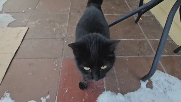 🐈⬛🐈⬛ Угольки пришли