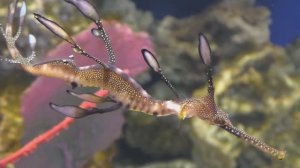 Травяной морской дракон