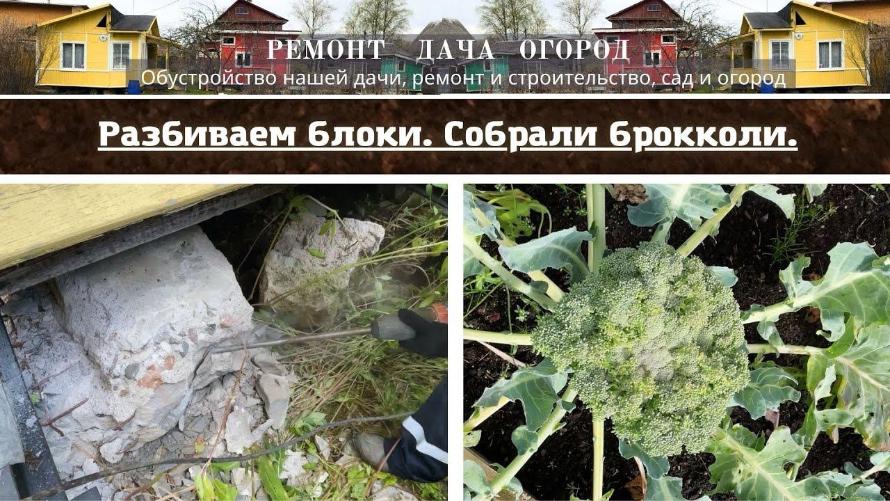 Разбиваем бетонные блоки отбойным молотком. Капуста брокколи. Собираем урожай.