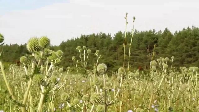 Медоносы односельчанина в июле смотреть онлайн