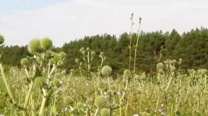 Медоносы односельчанина в июле