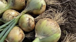 Вырастила лук из семян посаженных сразу в грядку.