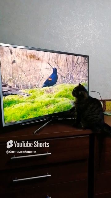 Хочу туда!!!! Кошки и птички смотреть онлайн