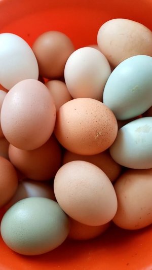 Три ЛУЧШИХ ингредиента для ХОРОШЕЙ яйценоскости.