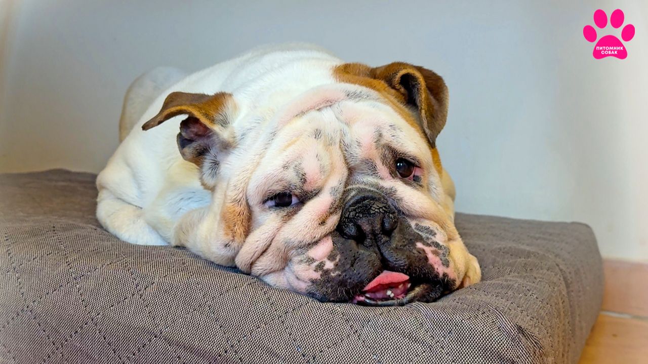 Собака не ест САМА! Срочно едем к врачу! Старушка Вита теряет здоровье. смотреть онлайн