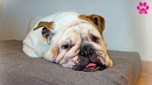 Собака не ест САМА! Срочно едем к врачу! Старушка Вита теряет здоровье.