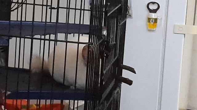 Шиншилла смотреть онлайн